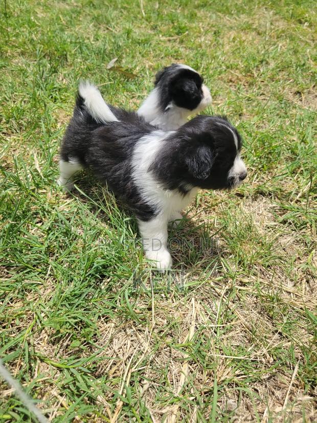 0-1 month Female Mixed Breed Havanese - thumbnail 5