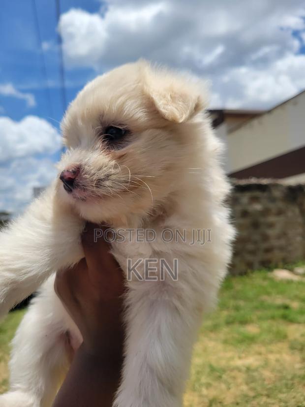 0-1 month Female Mixed Breed Havanese - thumbnail 6