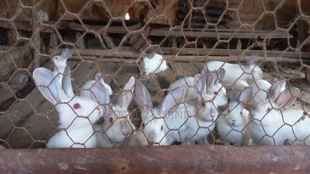 Rabbit/Bunny