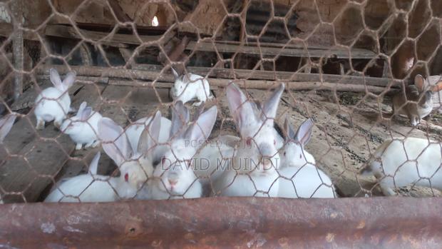 Rabbit/Bunny - thumbnail 4