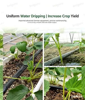 Uniform Water Dripping Irrigation
