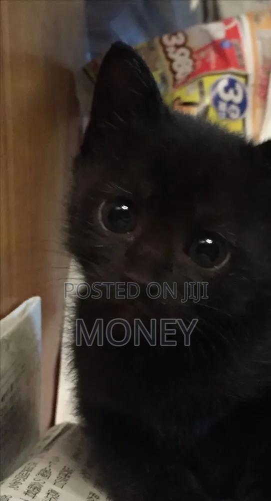 1-3 months Male Purebred Bombay - thumbnail 3