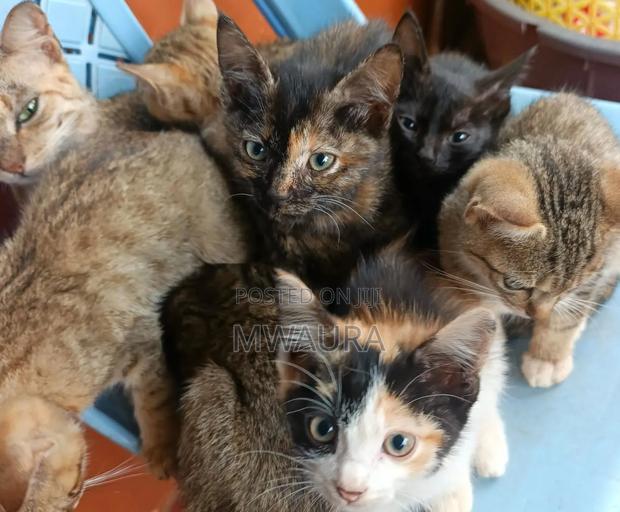 1-3 months Male Mixed Breed Tabby