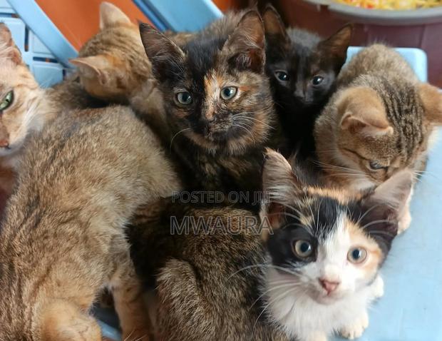 1-3 months Male Mixed Breed Tabby - thumbnail 2