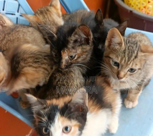 1-3 months Male Mixed Breed Tabby - thumbnail 3