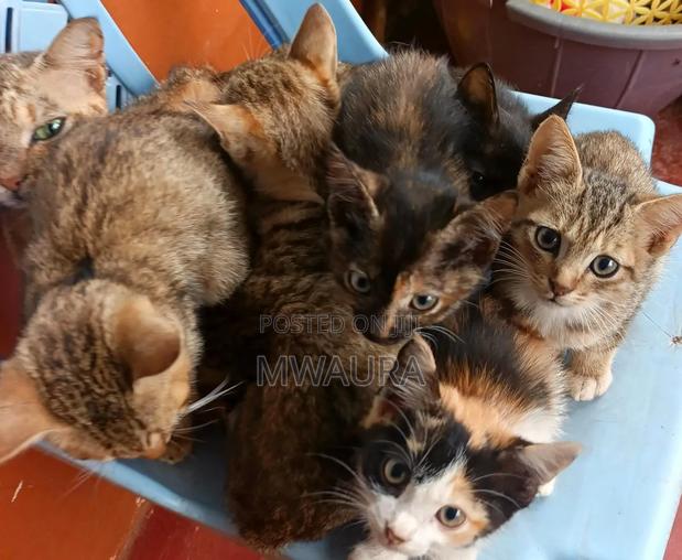 1-3 months Male Mixed Breed Tabby - thumbnail 4