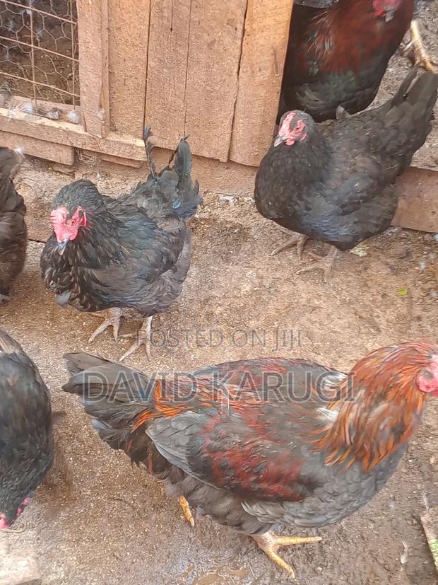 Pure Kienyeji Chicken Sale