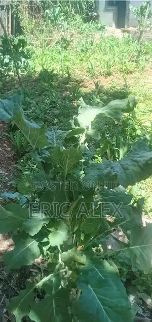 Land for Sale Eldoret Cbd,1/4acre