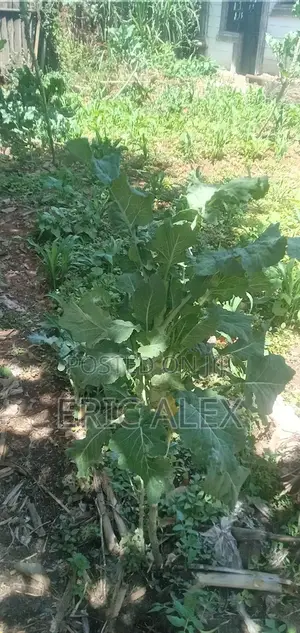 Land for Sale Eldoret Cbd,1/4acre