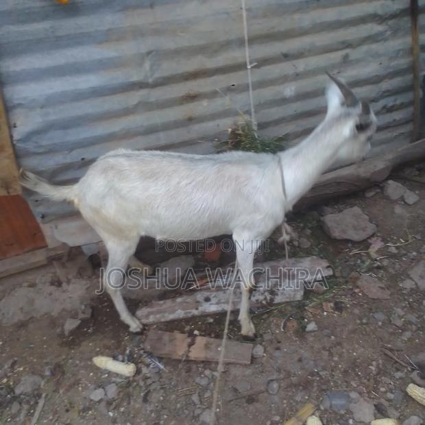 1 Year Dairy Goat  for Sale
