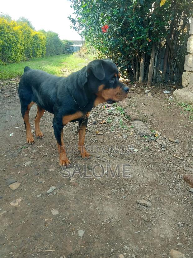 1+ year Female Purebred Rottweiler - main view