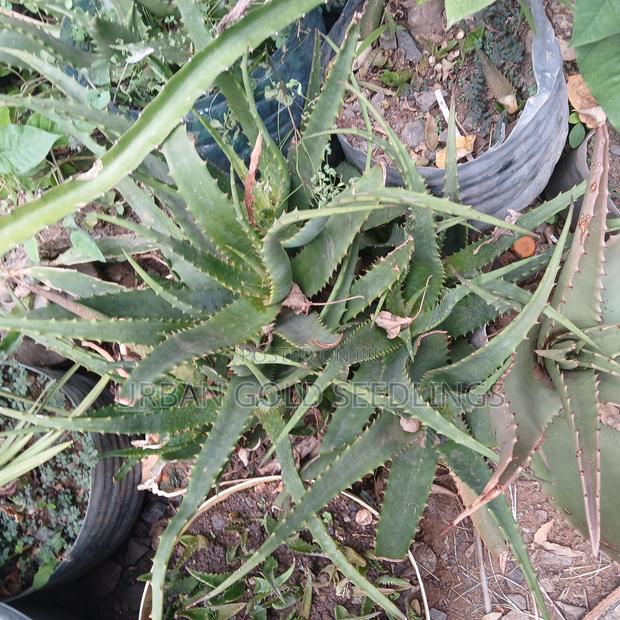 Medicinal Aloe Vera Plant