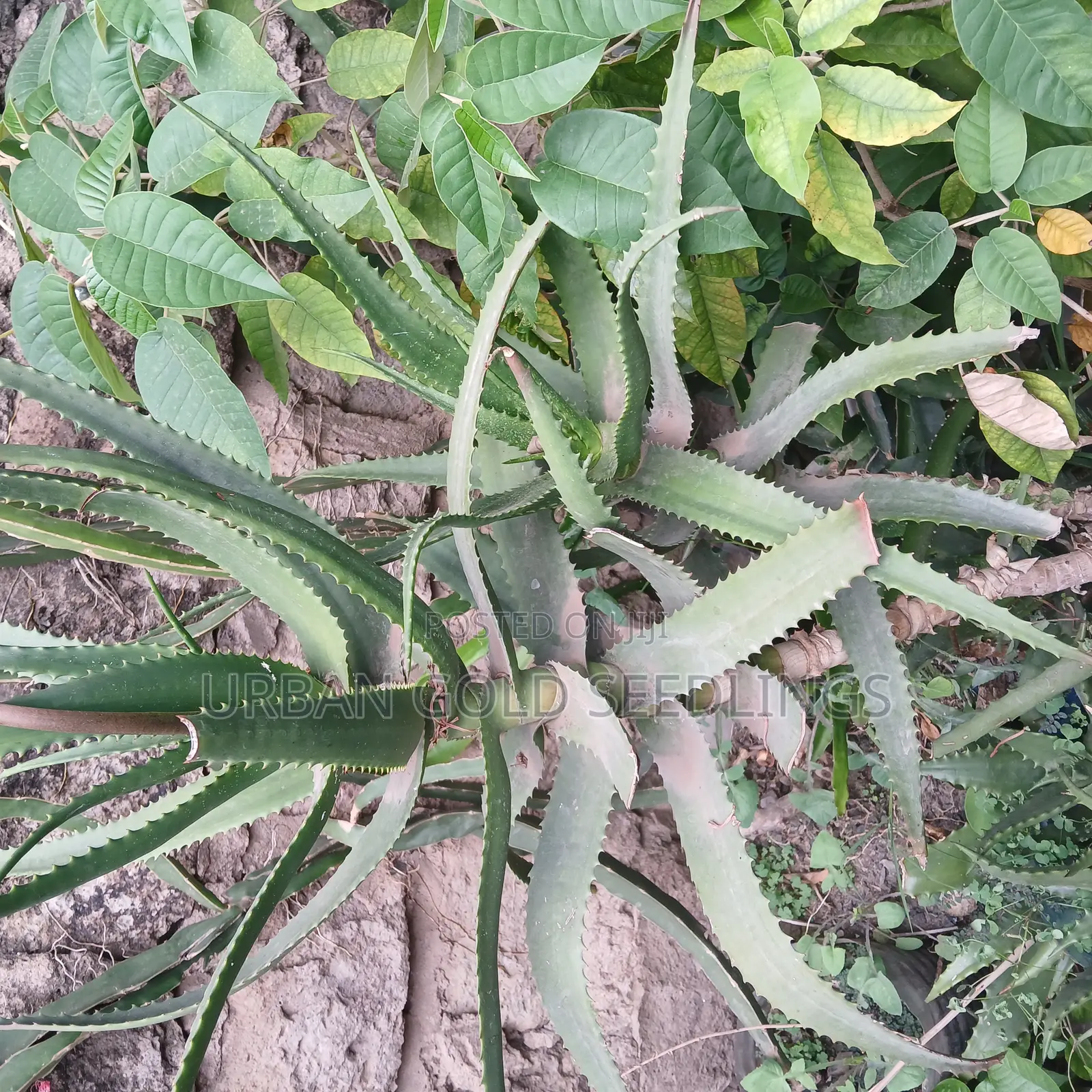 Medicinal Aloe Vera Plant