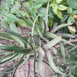 Medicinal Aloe Vera Plant
