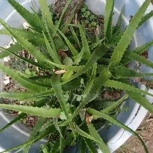 Medicinal Aloe Vera Plant
