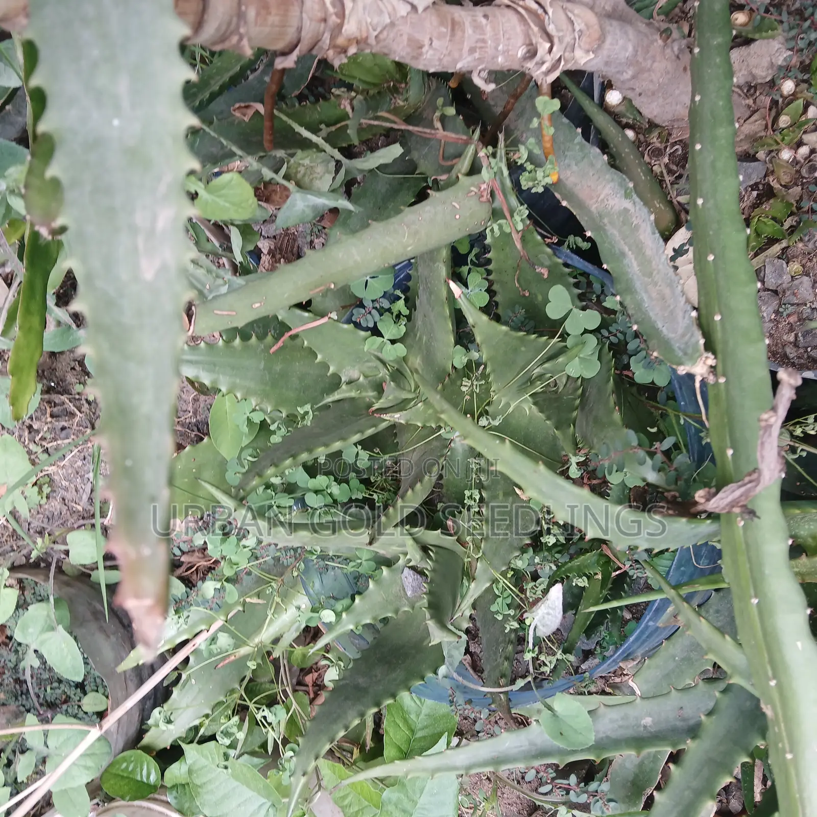 Medicinal Aloe Vera Plant