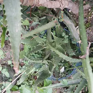 Medicinal Aloe Vera Plant