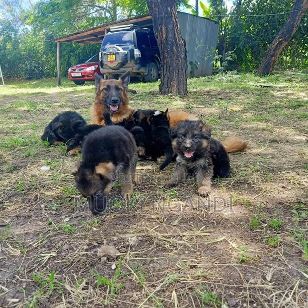1-3 months Male Purebred German Shepherd