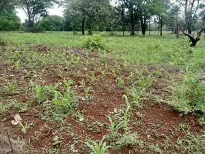 Prime 50*100 Plot Bahati Centre