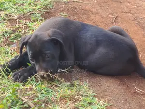 3-6 months Male Purebred Boerboel