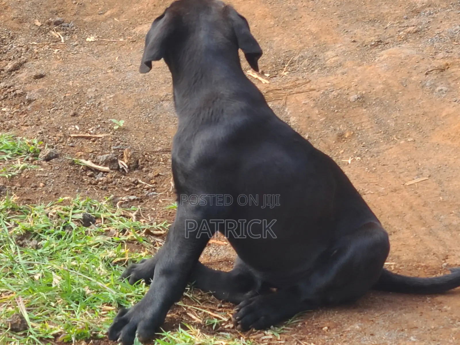 3-6 months Male Purebred Boerboel