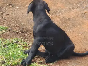3-6 months Male Purebred Boerboel