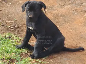 3-6 months Male Purebred Boerboel