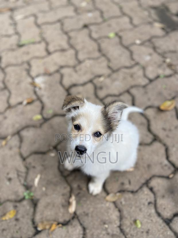 1-3 months Female Mixed Breed Japanese Spitz - thumbnail 2