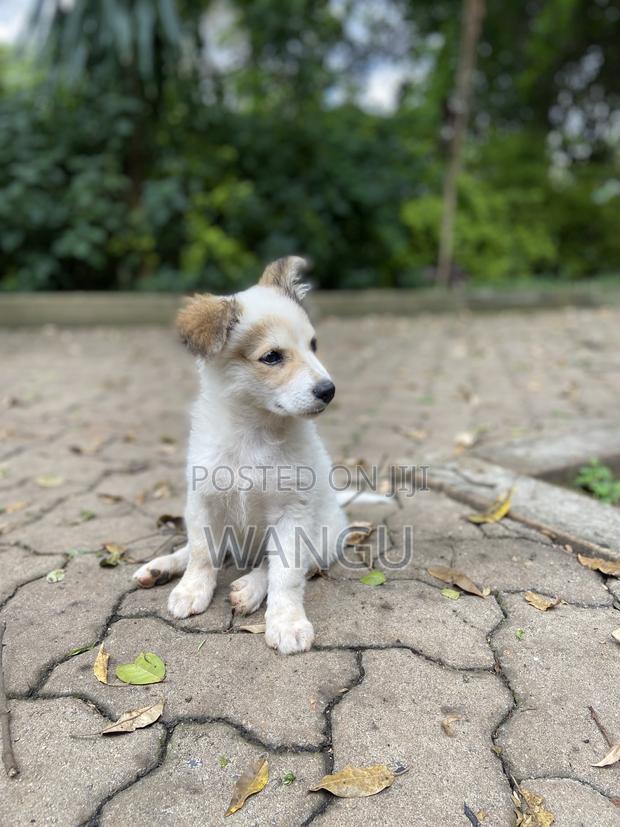 1-3 months Female Mixed Breed Japanese Spitz - thumbnail 3
