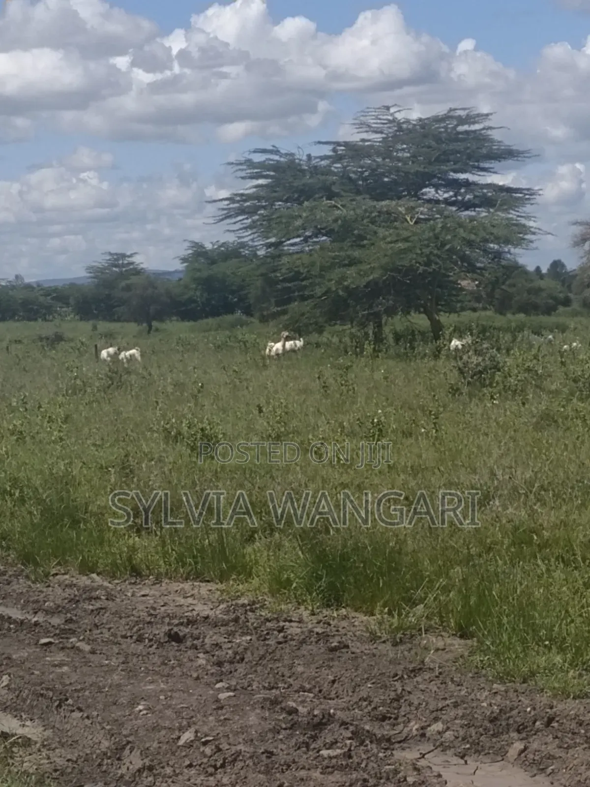 Plot for Sale