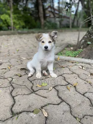 1-3 months Female Mixed Breed Japanese Spitz