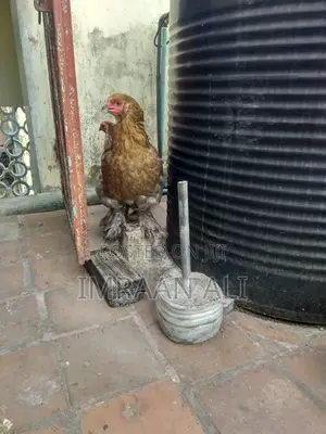 Brahma Breed