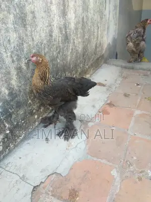Brahma Breed