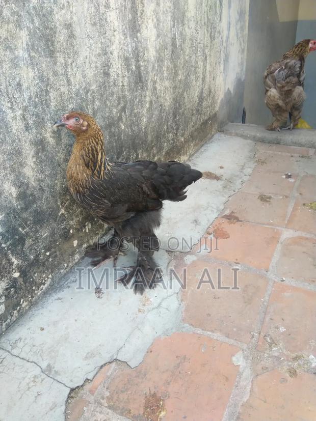 Brahma Breed - thumbnail 2