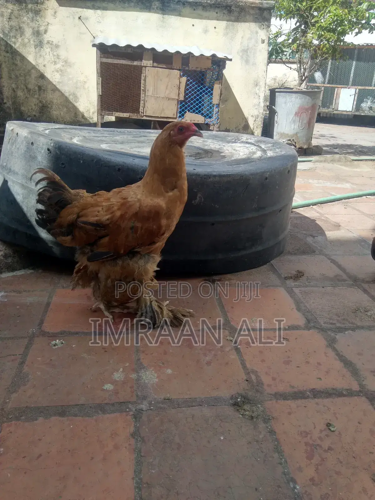 Brahma Breed