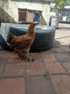 Brahma Breed