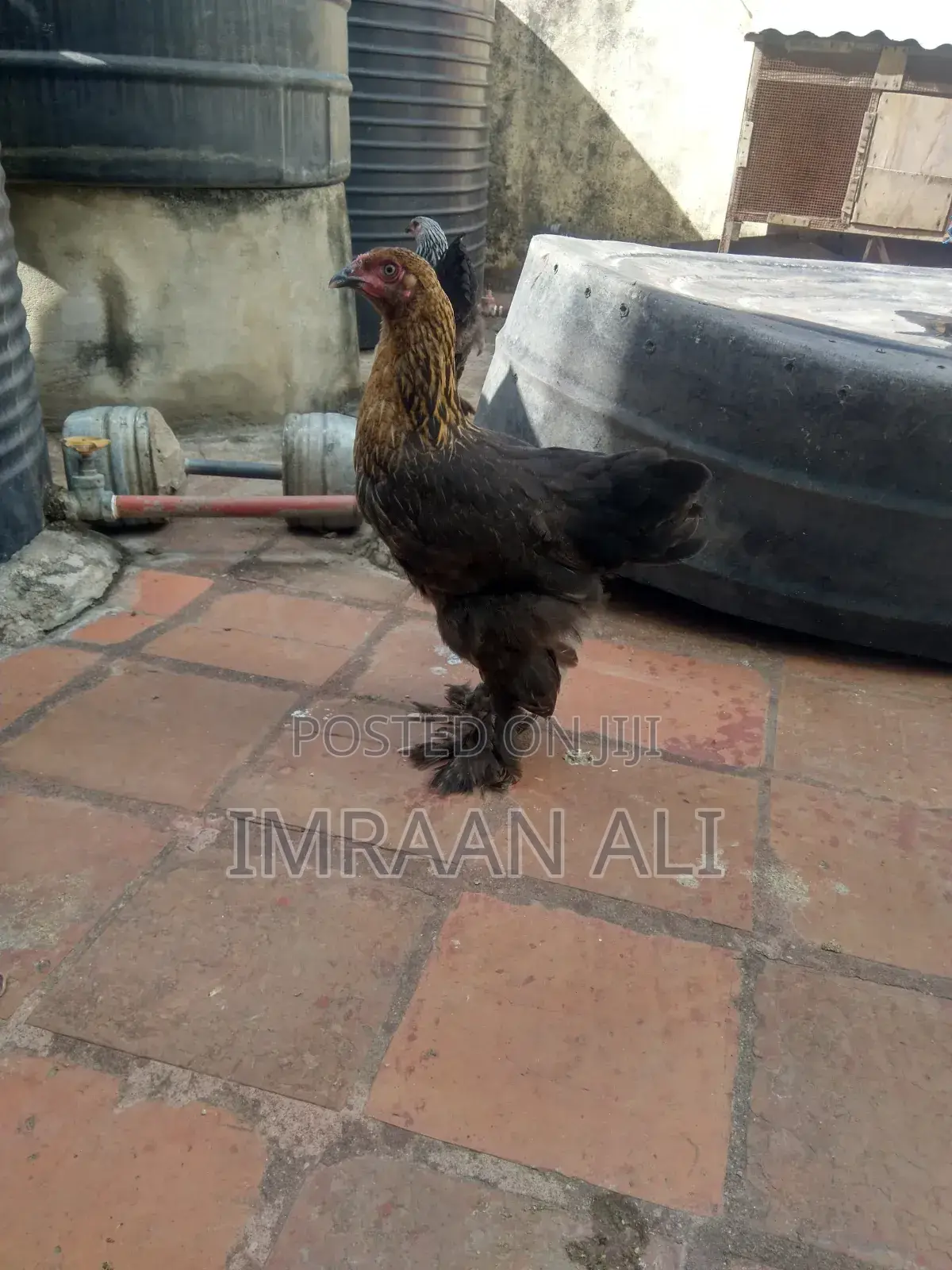 Brahma Breed
