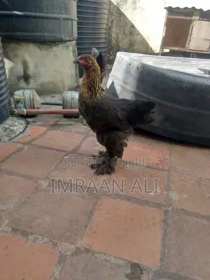 Brahma Breed