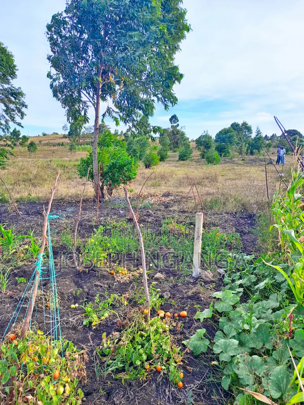 Quarter Plot for Sale Gikono