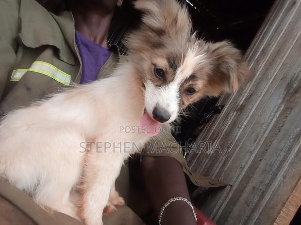 1-3 months Male Mixed Breed Maltese