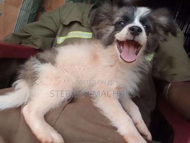 1-3 months Male Mixed Breed Maltese - thumbnail 2