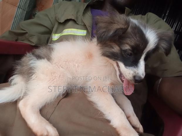 1-3 months Male Mixed Breed Maltese - thumbnail 3