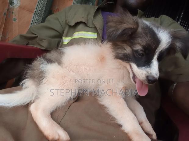 1-3 months Male Mixed Breed Maltese - thumbnail 6