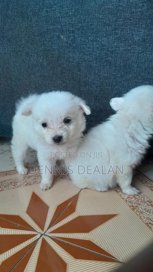 1-3 months Female Purebred Japanese Spitz