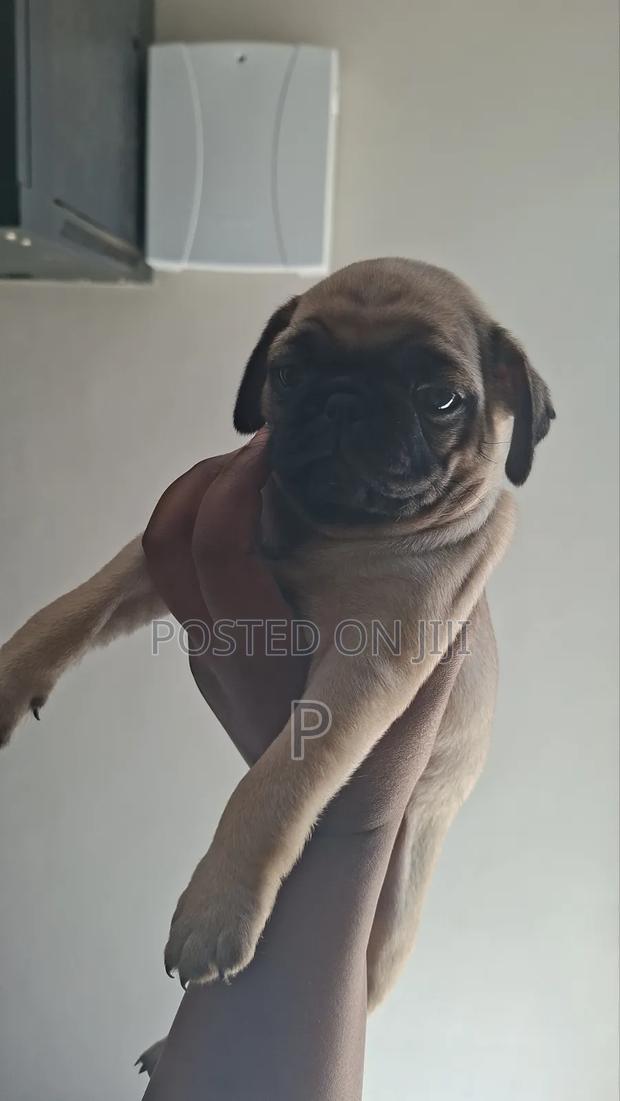 1-3 months Female Purebred Pug - thumbnail 2