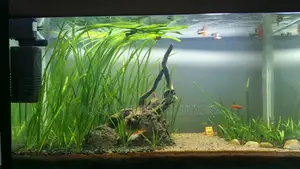 Customized Aquariums