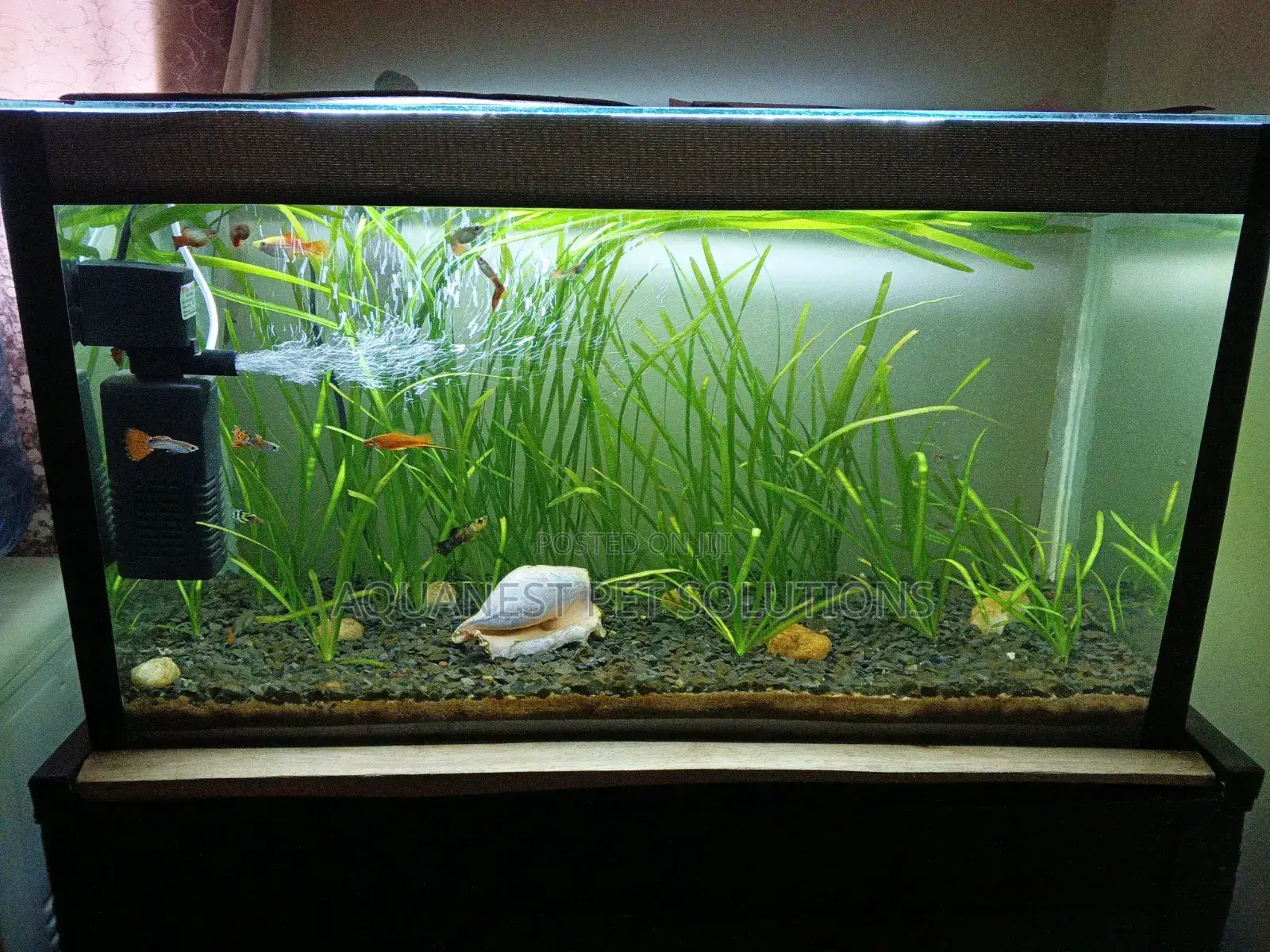 Customized Aquariums