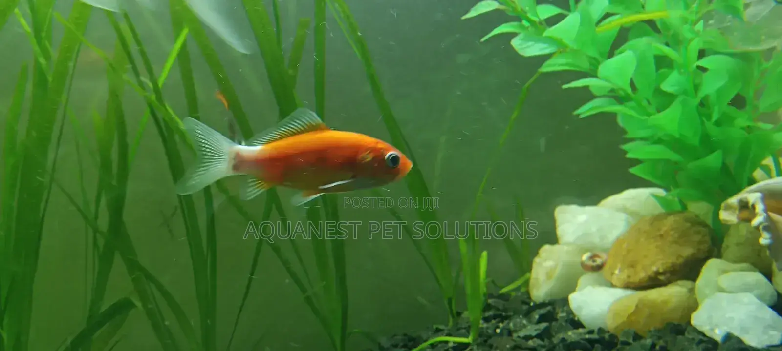 Customized Aquariums