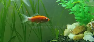 Customized Aquariums