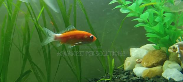 Customized Aquariums - thumbnail 3